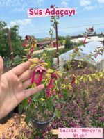 4’lü Süs Adaçayı Seti (Salvia spp.) - Görsel 4