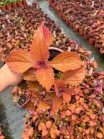 Tarçın Kahve Yaprak Güzeli (Coleus scutellarioides) - Görsel 2