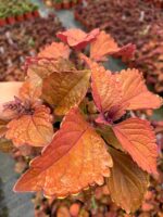Tarçın Kahve Yaprak Güzeli (Coleus scutellarioides) - Görsel 3