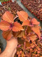 Tarçın Kahve Yaprak Güzeli (Coleus scutellarioides)