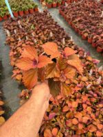 Tarçın Kahve Yaprak Güzeli (Coleus scutellarioides) - Görsel 4