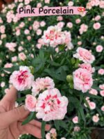 Mix Karanfil 5’li Set (Dianthus caryophyllus) - Görsel 3