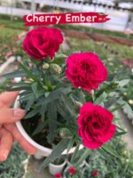 Mix Karanfil 5’li Set (Dianthus caryophyllus)