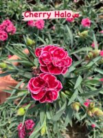 Mix Karanfil 5’li Set (Dianthus caryophyllus) - Görsel 4