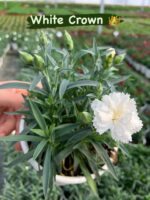 Mix Karanfil 5’li Set (Dianthus caryophyllus) - Görsel 5