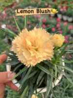 Mix Karanfil 5’li Set (Dianthus caryophyllus) - Görsel 2