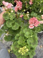 Anaç Boy Rosebud Astrid Gül Sardunya (Pelargonium zonale ‘Rosebud Astrid’) - Görsel 2