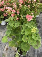 Anaç Boy Rosebud Astrid Gül Sardunya (Pelargonium zonale ‘Rosebud Astrid’) - Görsel 3