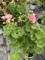 Anaç Boy Rosebud Astrid Gül Sardunya (Pelargonium zonale ‘Rosebud Astrid’) - Görsel 4