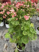 Anaç Boy Rosebud Astrid Gül Sardunya (Pelargonium zonale ‘Rosebud Astrid’)