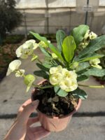 Thailand Kökenli Thai Vanilla Dikenler Tacı - Görsel 2