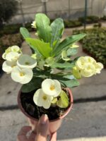 Thailand Kökenli Thai Vanilla Dikenler Tacı - Görsel 3