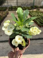 Thailand Kökenli Thai Vanilla Dikenler Tacı