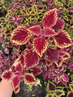 Vişne Kadife Yaprak Güzeli (Coleus Blumei)