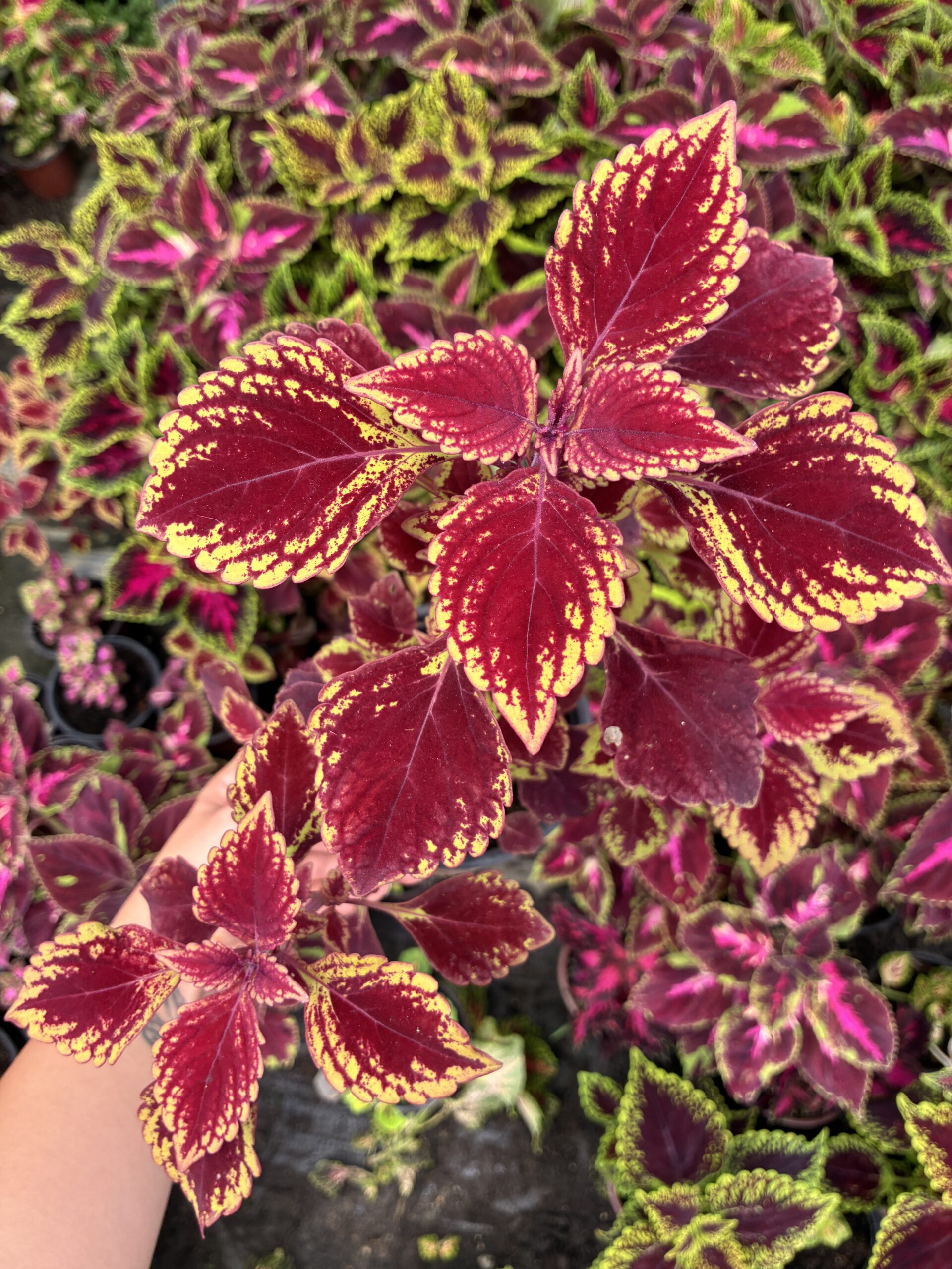 IMG_0988 Vişne Kadife Yaprak Güzeli (Coleus Blumei) - Görsel 1