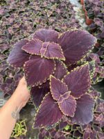 Mor Sultan Yaprak Güzeli (Coleus blumei) - Görsel 2