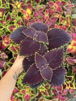Mor Sultan Yaprak Güzeli (Coleus blumei)
