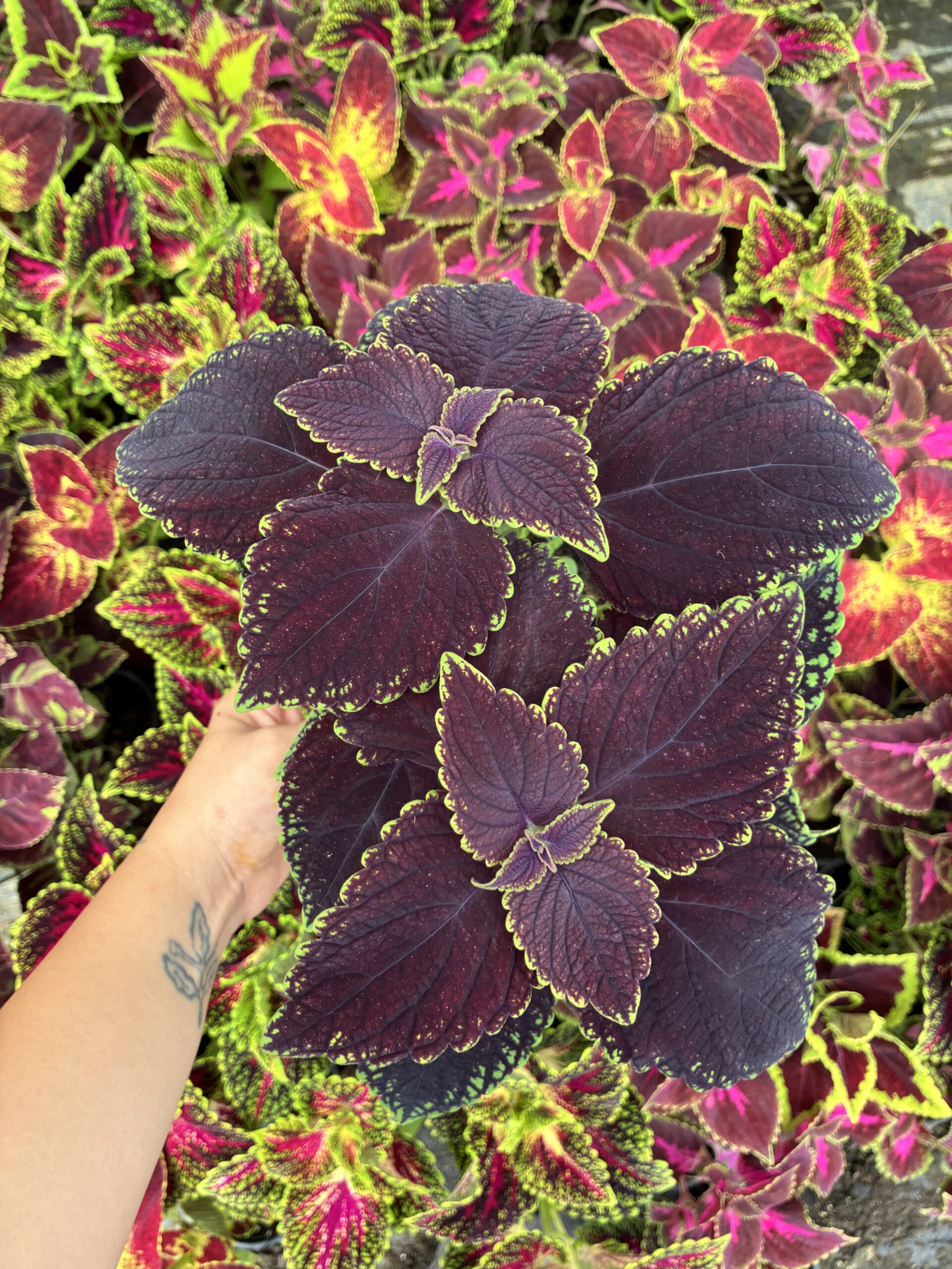 IMG_0993 Mor Sultan Yaprak Güzeli (Coleus blumei) - Görsel 1