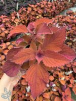 Tarçın Kahve Yaprak Güzeli (Coleus scutellarioides)