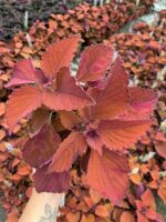 Tarçın Kahve Yaprak Güzeli (Coleus scutellarioides) - Görsel 2