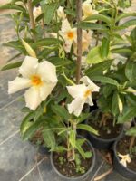 Beyaz Sandavilla Sarmaşığı (Mandevilla sanderi)