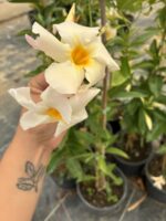 Beyaz Sandavilla Sarmaşığı (Mandevilla sanderi) - Görsel 5