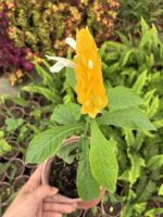 Karides Çiçeği (Justicia brandegeeana) - Görsel 2