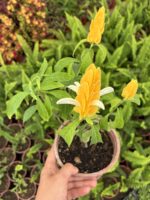 Karides Çiçeği (Justicia brandegeeana) - Görsel 3