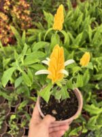 Karides Çiçeği (Justicia brandegeeana)