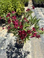 Bordo Renkli Bodur Zakkum (Nerium oleander) - Görsel 3