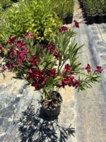 Bordo Renkli Bodur Zakkum (Nerium oleander) - Görsel 2