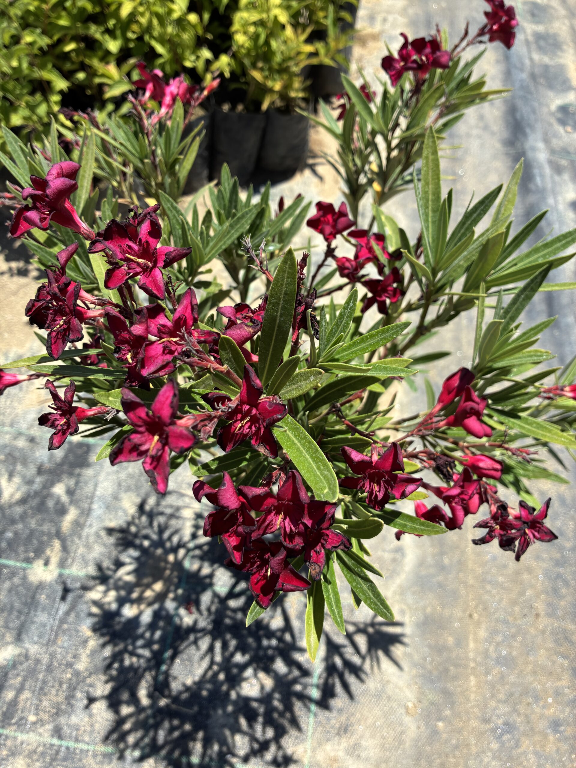IMG_1065 Bordo Renkli Bodur Zakkum (Nerium oleander) - Görsel 1