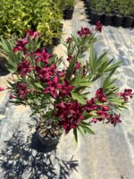 Bordo Renkli Bodur Zakkum (Nerium oleander) - Görsel 4