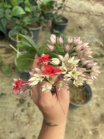 ÇİÇEKSİZ Kızılay Çiçeği  (Clerodendrum thomsoniae)