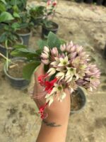 ÇİÇEKSİZ Kızılay Çiçeği  (Clerodendrum thomsoniae) - Görsel 2