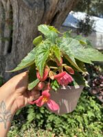 Mercan Salkımı Sarkan Begonya (Begonia × tuberhybrida Pendula Group) - Görsel 4