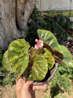 Yağlı Begonya (Begonia ‘Erythrophylla’) - Görsel 3