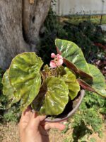 Yağlı Begonya (Begonia ‘Erythrophylla’)
