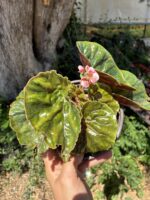 Yağlı Begonya (Begonia ‘Erythrophylla’) - Görsel 2