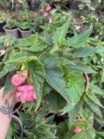 Mercan Salkımı Sarkan Begonya (Begonia × tuberhybrida Pendula Group) - Görsel 5