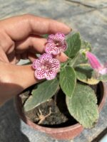 İkili Kohleria Japon Küpesi Seti (Kohleria amabilis)