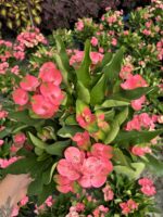 Thailand Kökenli Anaç Boy Dikenler Tacı Pink Sonia İri Çiçekli (Euphorbia milii ‘Pink Sonia’) - Görsel 2