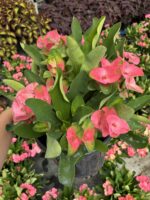 Thailand Kökenli Anaç Boy Dikenler Tacı Pink Sonia İri Çiçekli (Euphorbia milii ‘Pink Sonia’) - Görsel 4