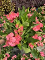 Thailand Kökenli Anaç Boy Dikenler Tacı Pink Sonia İri Çiçekli (Euphorbia milii ‘Pink Sonia’) - Görsel 5