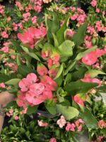 Thailand Kökenli Anaç Boy Dikenler Tacı Pink Sonia İri Çiçekli (Euphorbia milii ‘Pink Sonia’) - Görsel 6