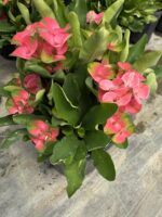 Thailand Kökenli Anaç Boy Dikenler Tacı Pink Sonia İri Çiçekli (Euphorbia milii ‘Pink Sonia’) - Görsel 3