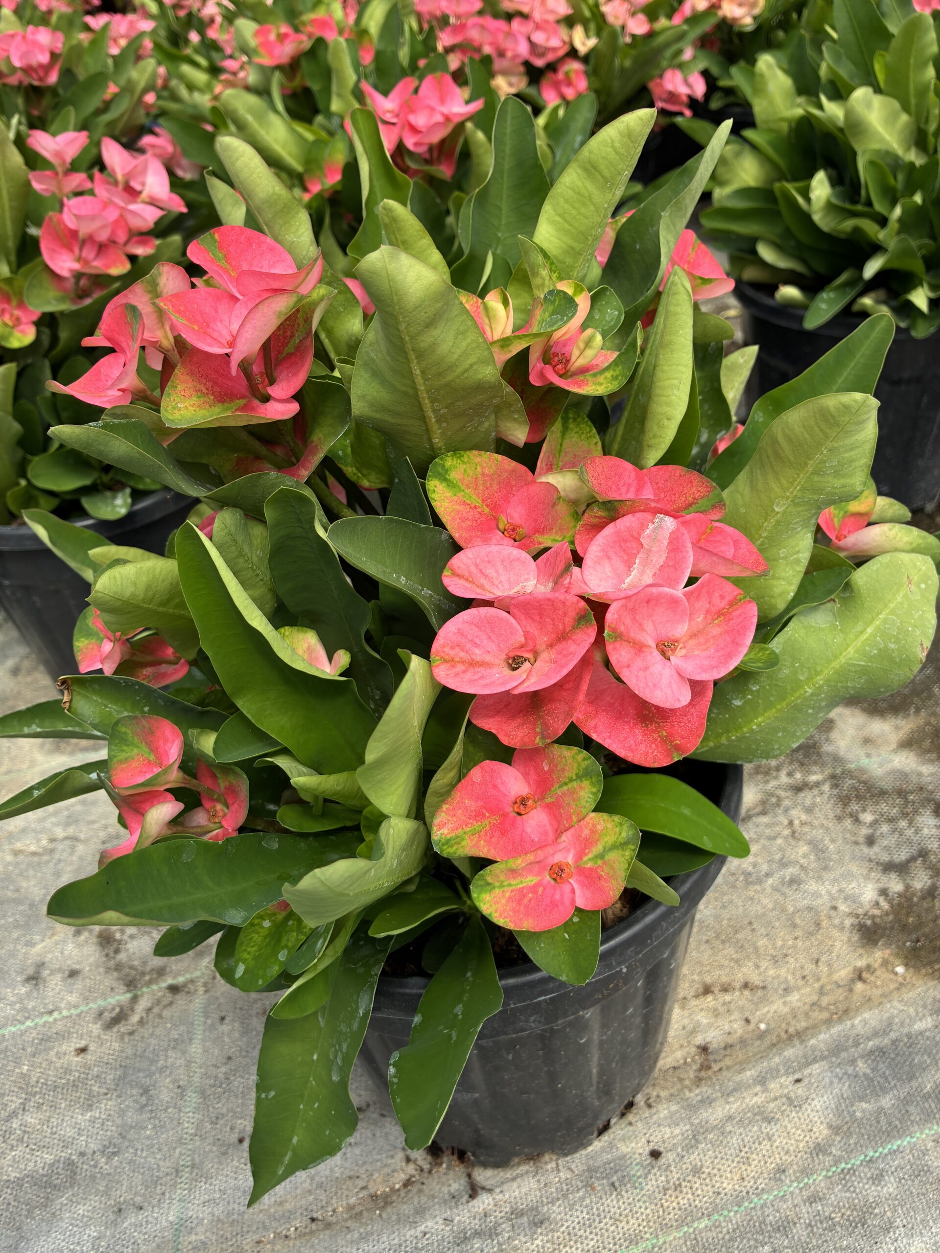 IMG_1154 Thailand Kökenli Anaç Boy Dikenler Tacı Pink Sonia İri Çiçekli (Euphorbia milii ‘Pink Sonia’) - Görsel 1