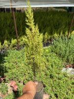 Limon Servi (Cupressus macrocarpa ‘Goldcrest’)