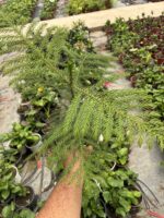 Salon Çamı (Araucaria heterophylla) - Görsel 3