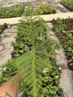 Salon Çamı (Araucaria heterophylla) - Görsel 2